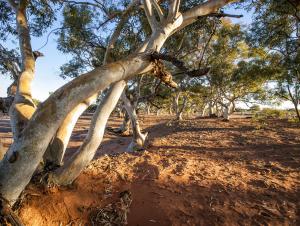 11 3 Nilpena Gums Bruce Langdon